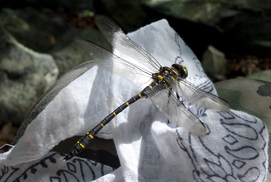 Cordulegaster boltonii